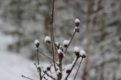 Andricus foecundatrix