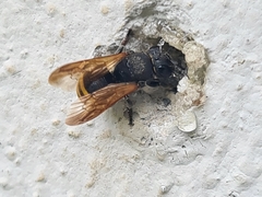 Aculeata