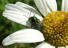 Cryptocephalus sericeus