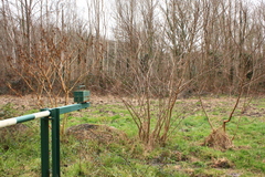 Phytolacca americana