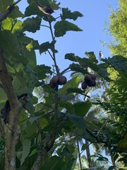 Solanum betaceum