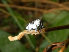 Peridinetus irroratus