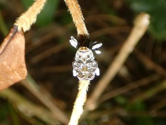 Peridinetus irroratus