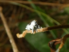 Peridinetus irroratus