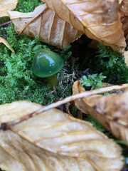 Gliophorus psittacinus