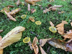 Gliophorus psittacinus