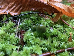 Gliophorus psittacinus