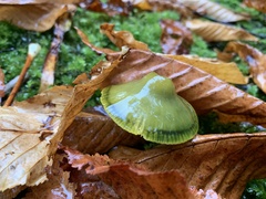 Gliophorus psittacinus