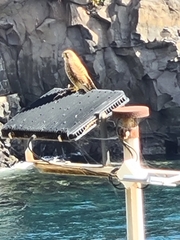 Falco tinnunculus canariensis