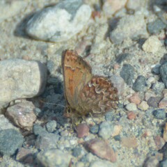Callophrys eryphon