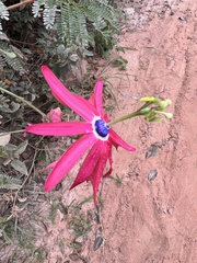 Passiflora edmundoi