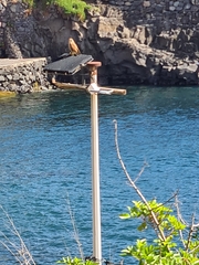 Falco tinnunculus canariensis