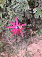 Passiflora edmundoi