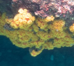 Tubastraea coccinea
