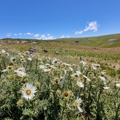 Berkheya cirsiifolia