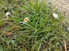 Bellis perennis