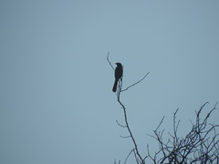 Embernagra platensis