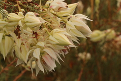 Serruria florida