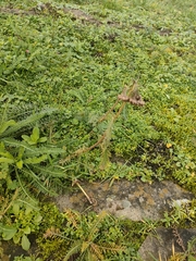 Achillea millefolium