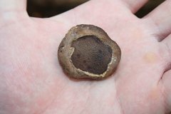 Camarops petersii