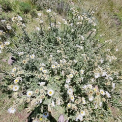 Berkheya cirsiifolia