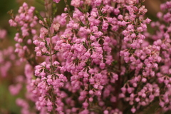 Erica selaginifolia