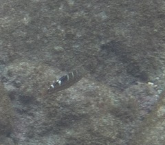 Halichoeres radiatus