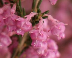 Erica selaginifolia