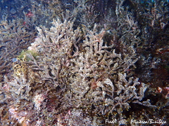 Cladostephus spongiosus