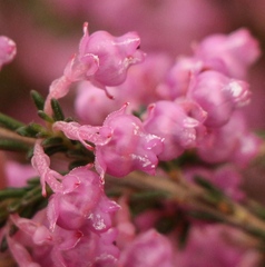 Erica selaginifolia