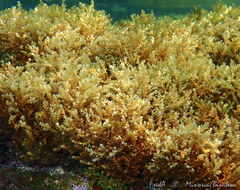 Ericaria brachycarpa