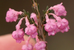 Erica selaginifolia