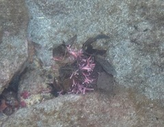 Stylaster roseus