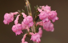 Erica selaginifolia