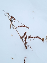 Rumex stenophyllus