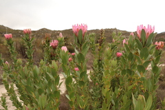 Protea compacta