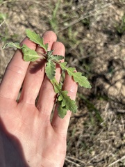 Erigeron procumbens