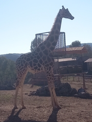 Giraffa camelopardalis antiquorum