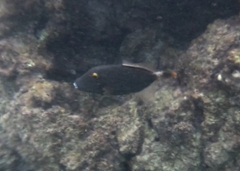 Cantherhines dumerilii