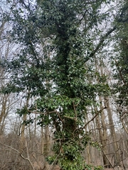 Hedera helix