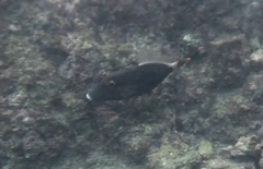 Cantherhines dumerilii