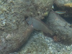 Sparisoma