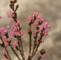 Erica selaginifolia