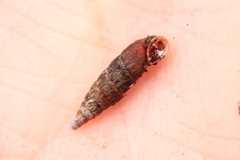Clausilia