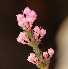 Erica selaginifolia