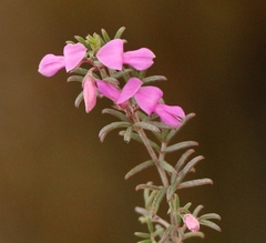 Indigofera pilgeriana