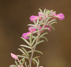 Indigofera pilgeriana