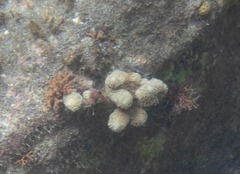 Porites porites