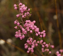 Erica selaginifolia