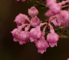 Erica selaginifolia